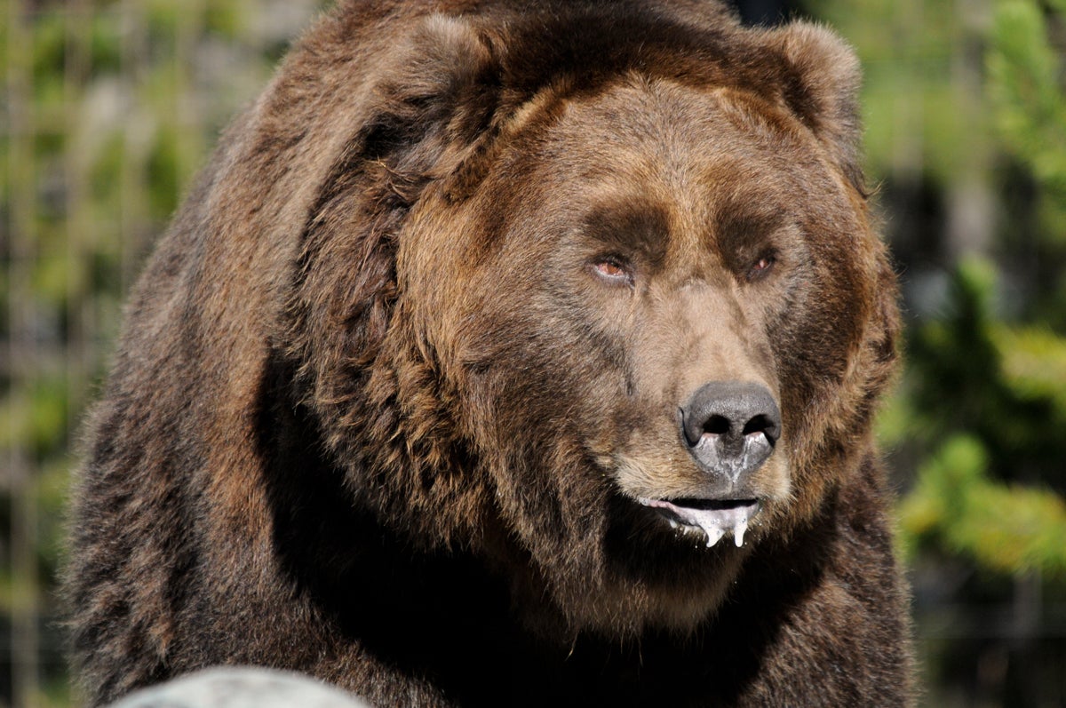 Grizzly Bear Kills Yellowstone Hiker