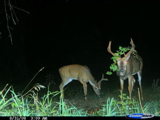 Trail Cam Bloopers: Funny and Unusual Trail Cam Photos From Our 2008
