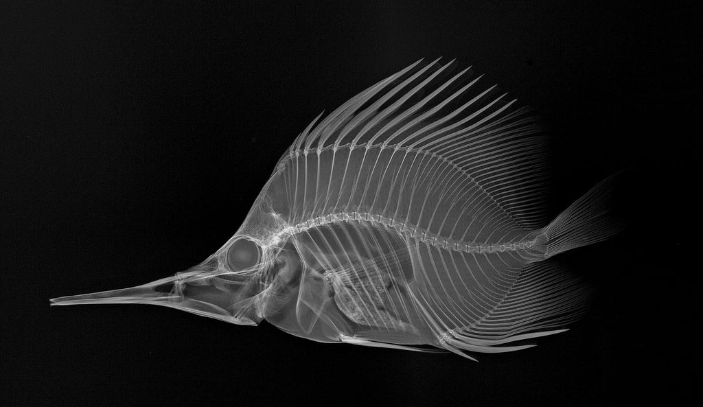XRay Fish Photos 41 Incredible Shots From the Smithsonian Institute