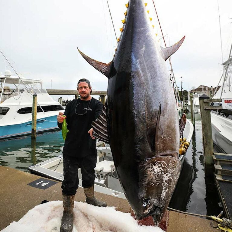 The Story Behind the New Record Bluefin Tuna