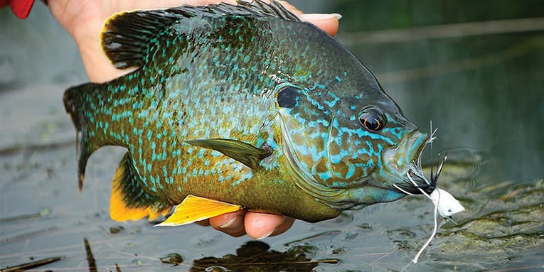 Best Rigs for Crappie Fishing of 2024
