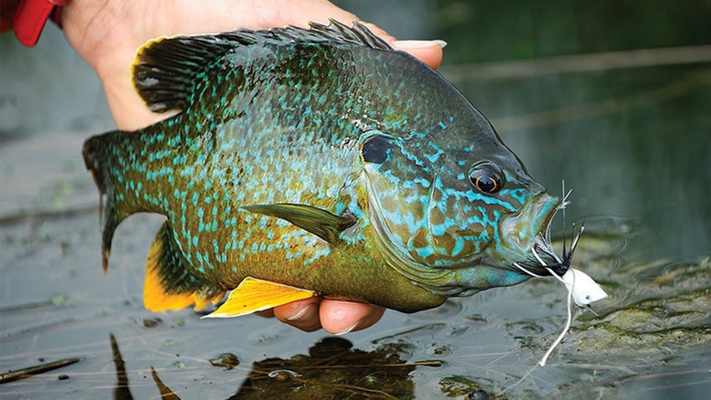 Panfish Fly Fishing Gear, Flies, and Techniques