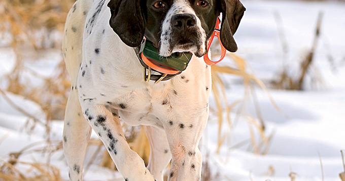 How to Protect Your Bird Dog From the Cold | Field & Stream