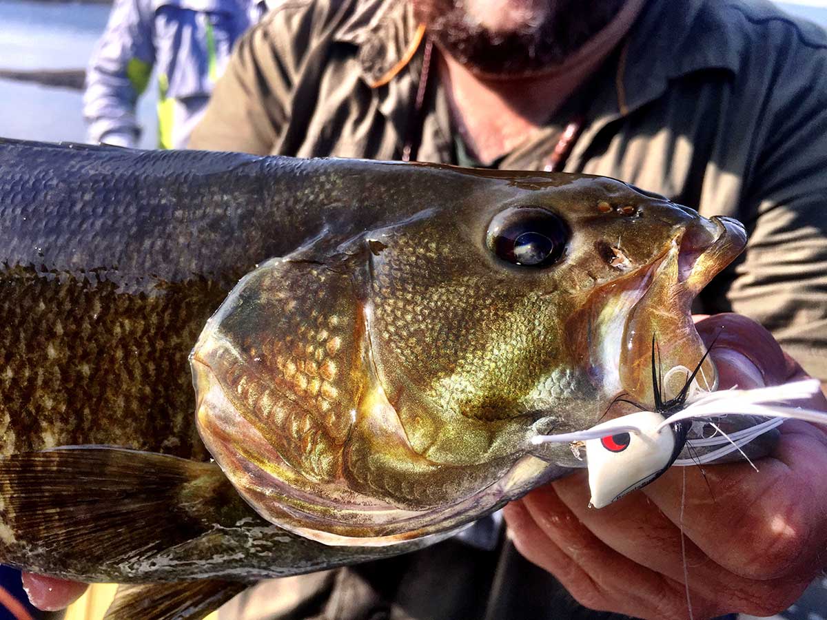 Our Top 11 Bass Flies: The Best Fly Fishing Lures for Bass