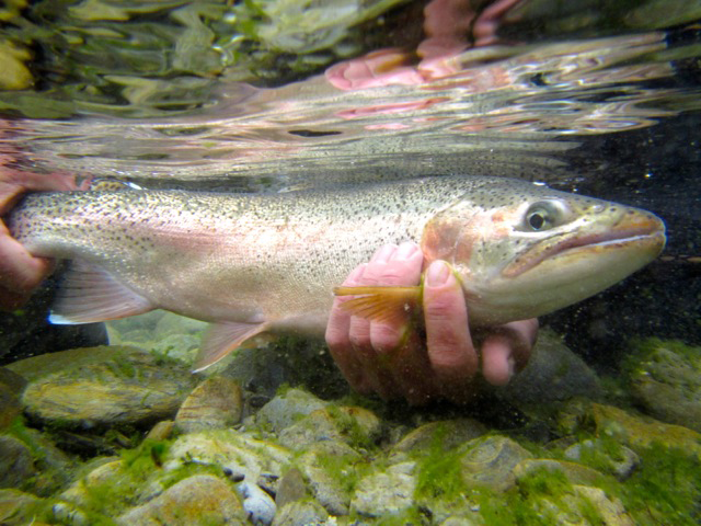 To Be Clear: A Longer Leader Catches More Trout