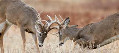 50 Expert Tips for Hunting the Whitetail Rut | Field & Stream