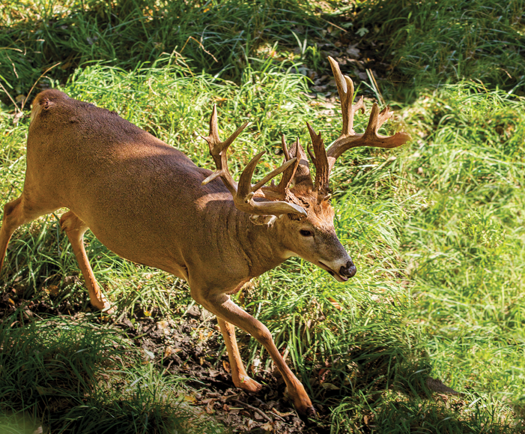 The Ultimate September Deer Hunting Guide Field And Stream