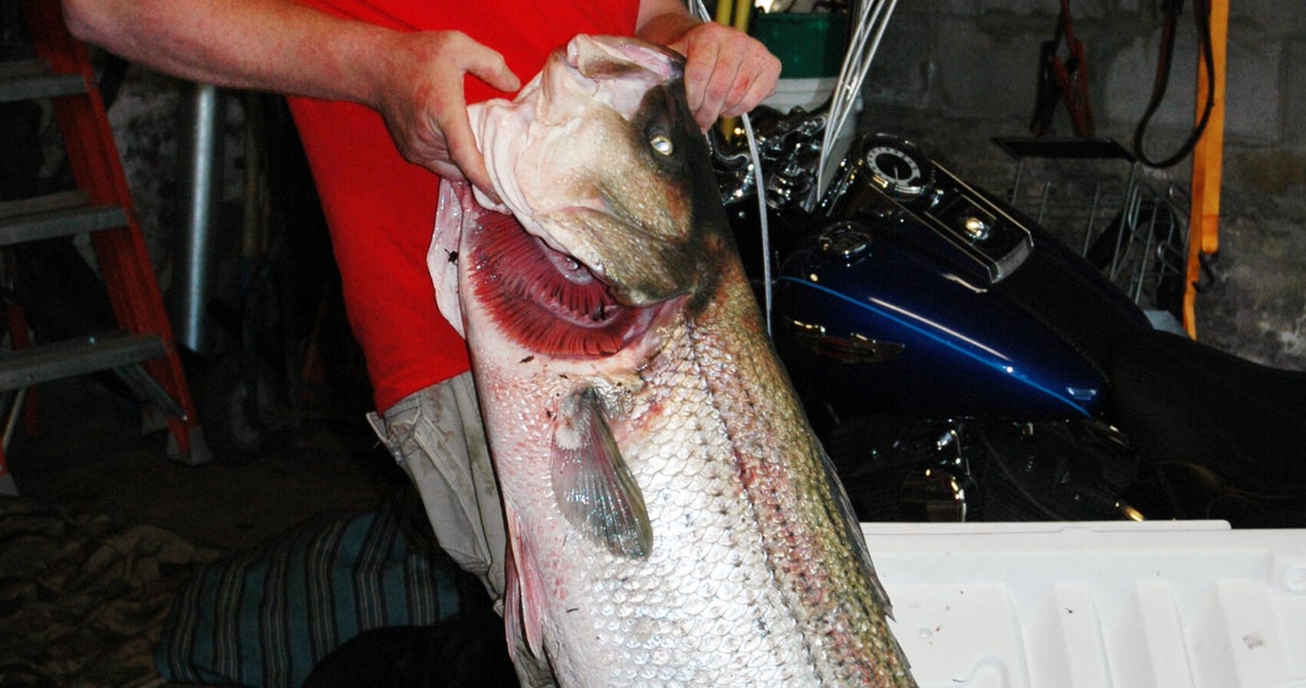 Exclusive Photos: The World Record Striped Bass