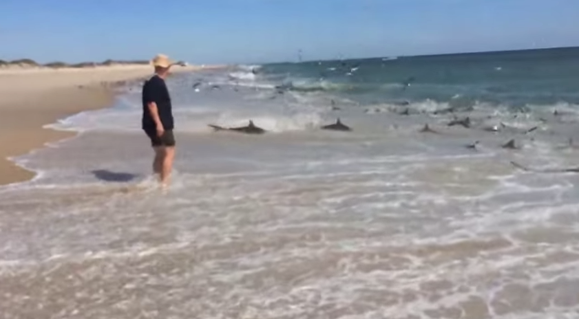 Video Shark Feeding Frenzy Dangerously Close To Shore Field And Stream