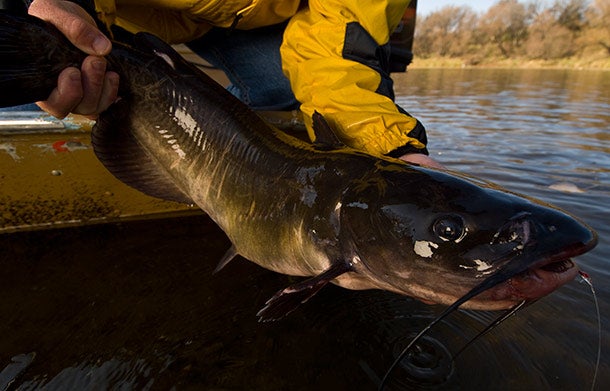 Hook, Line, and Sinker: Catfish Limb-Lining Basics