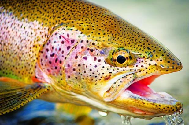 Are Trout Line Shy? – Epic Trout