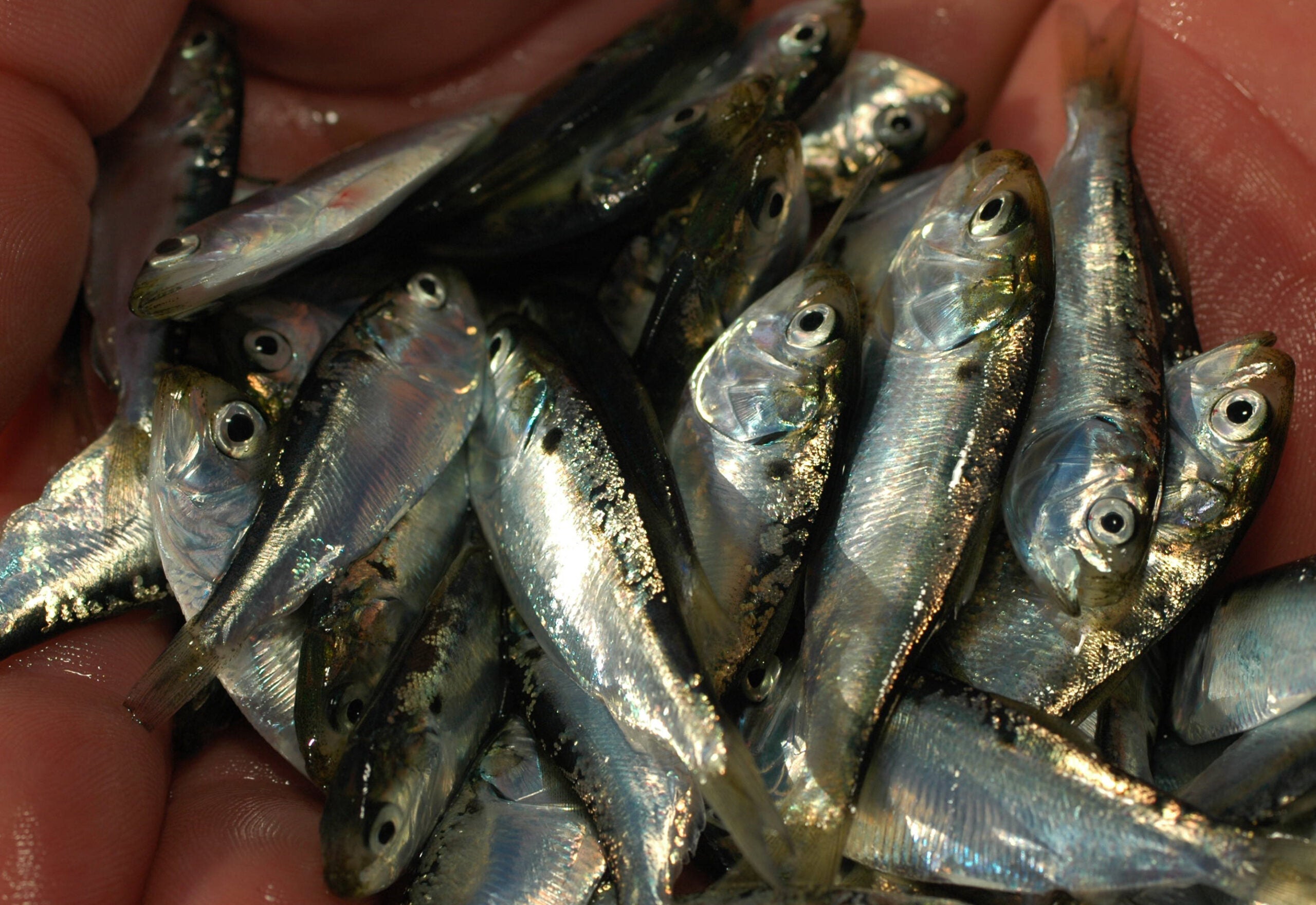 Common Types of Baitfish