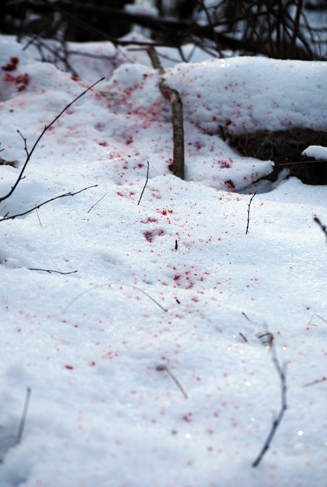 Blood Trailing Deer: Keep Looking | Field & Stream
