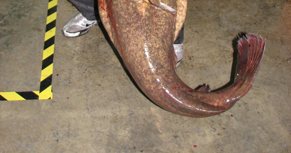 Caledonia, Mississippi Angler Catches (and Releases) State Record