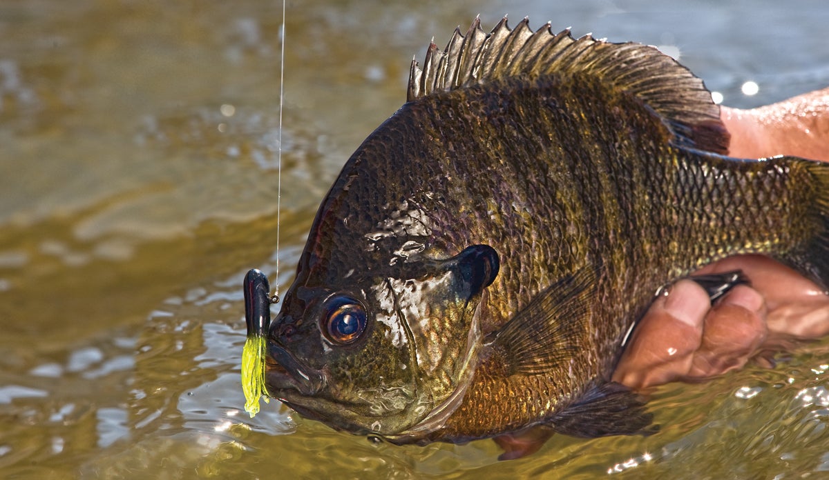 Bluegill Fishing With Bobbers & Worms: Best Bluegill Fishing Rig [Best  Bait!] 