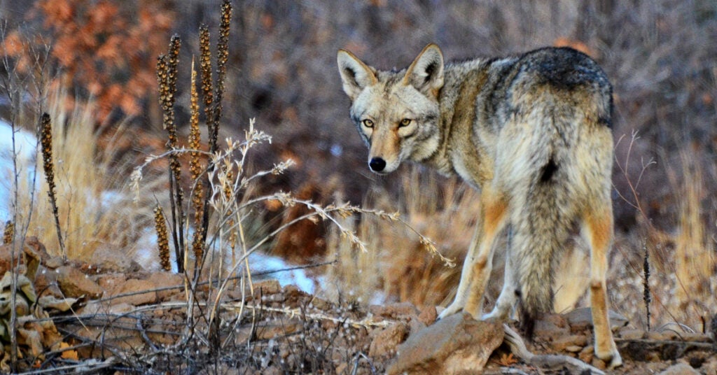 sounds coyotes make at night