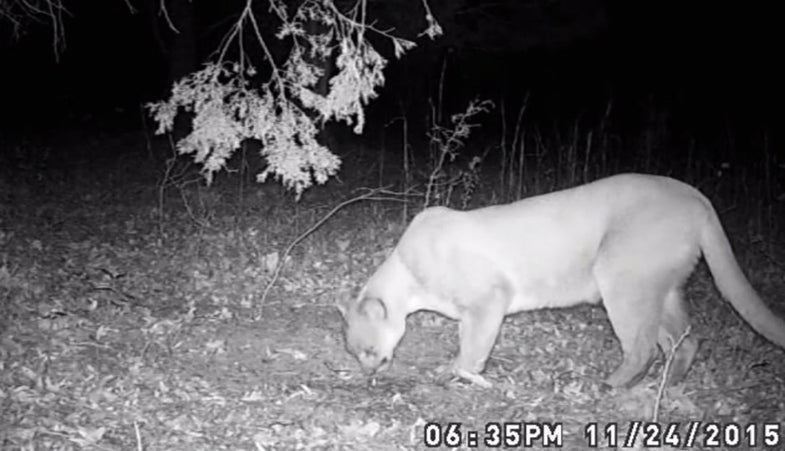 Tennessee Officials Confirm First Cougar Sighting In 100 Years