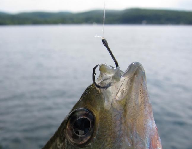 Use Small Circle Hooks For Easy Release on Little Sunnies