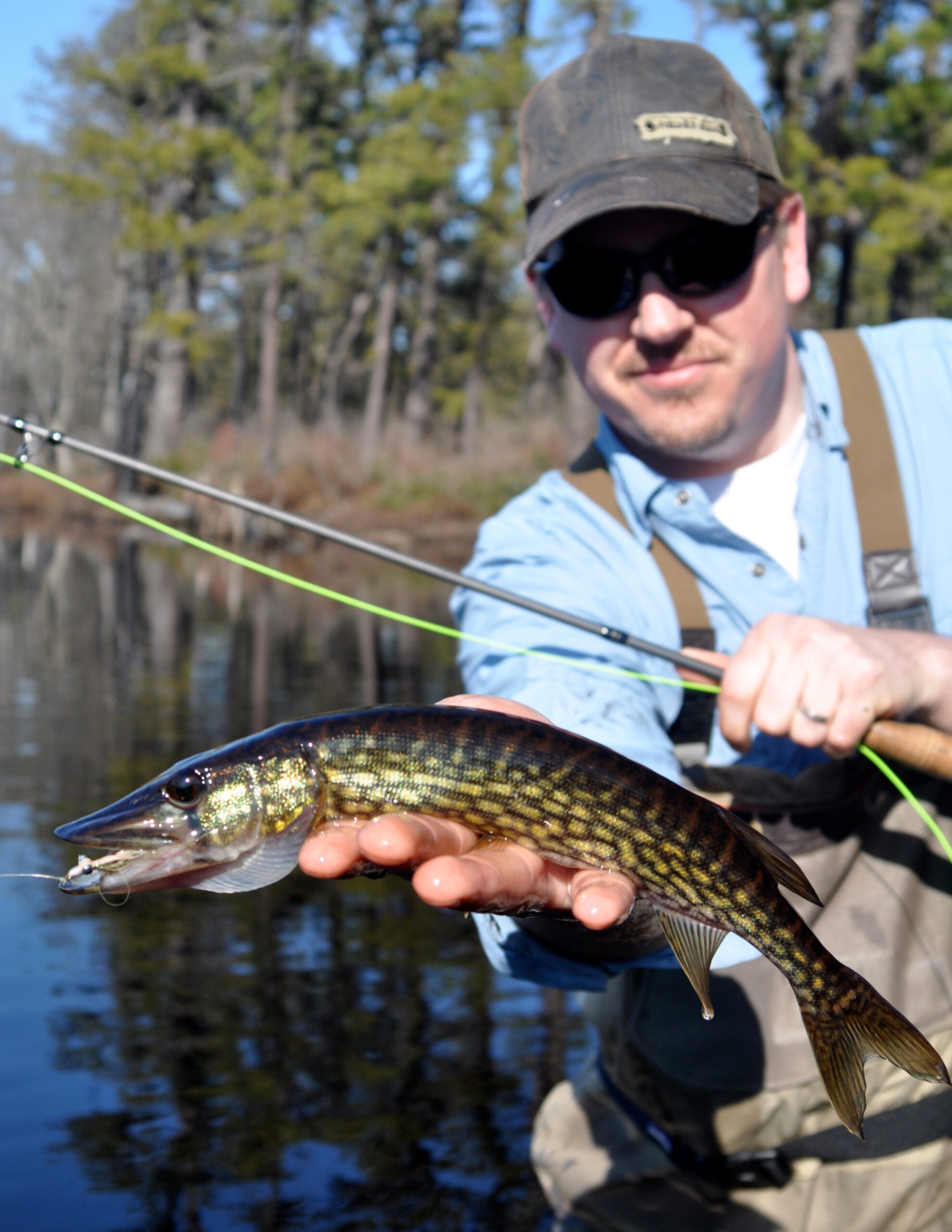 Fly Fishing for Chain Pickerel