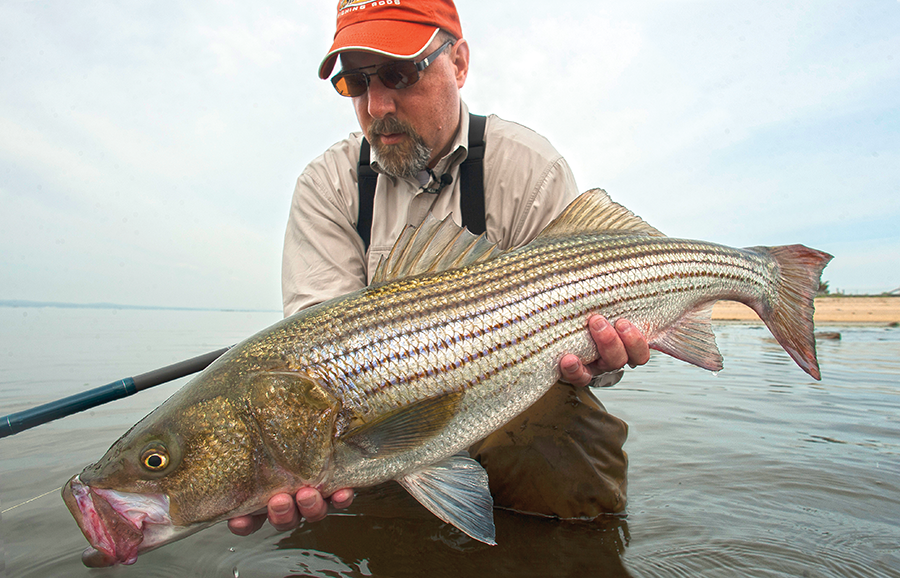 Striper Fishing Trick PROS DONT WANT YOU TO KNOW! Striped Bass are EASY to  find! 