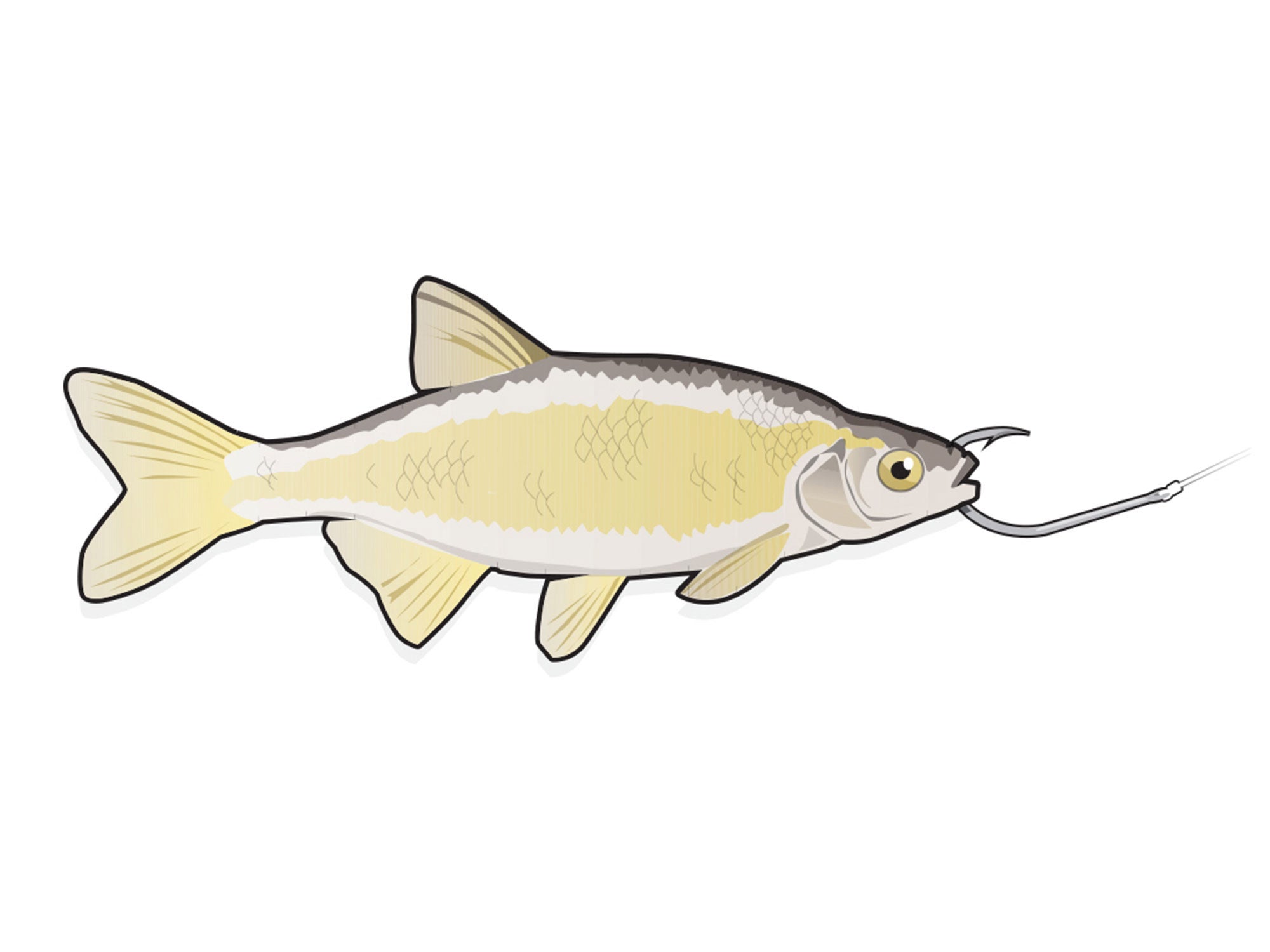 Sheepshead Bait: Master the Art of Hooking Trophy Fish!