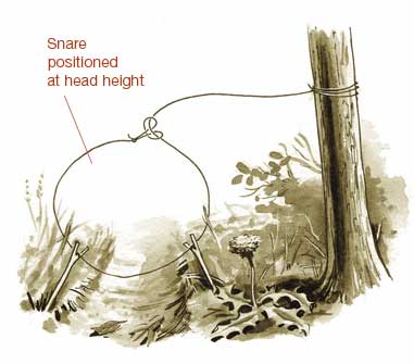 animal tree snare