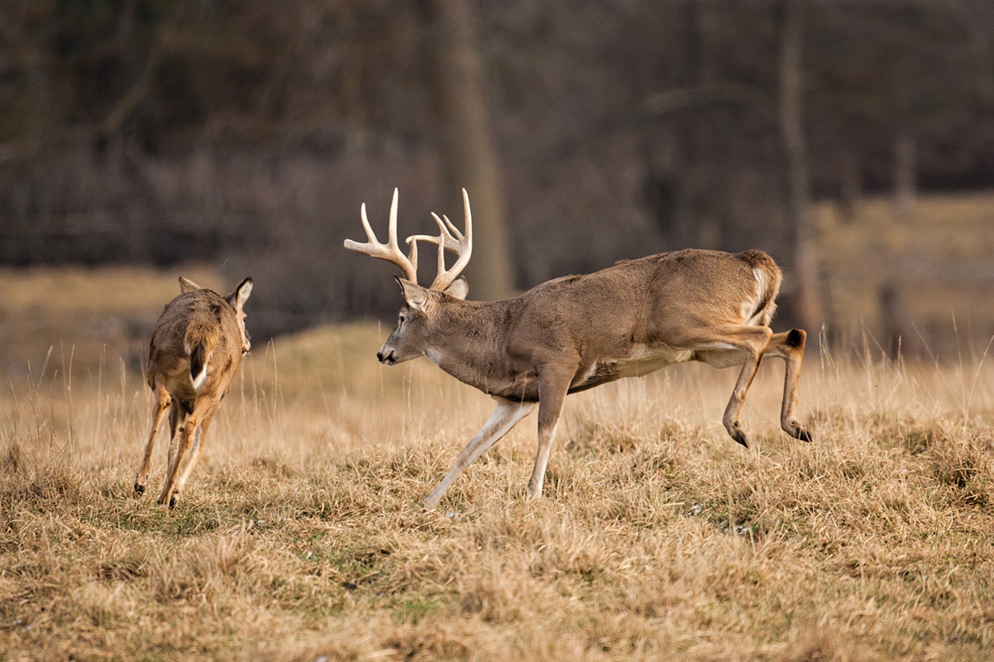 The Seven Best Days of the Rut Field & Stream
