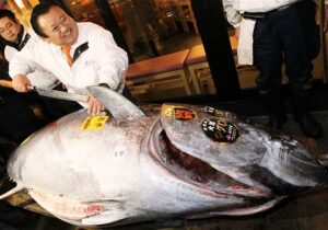 tuna bluefin 736k