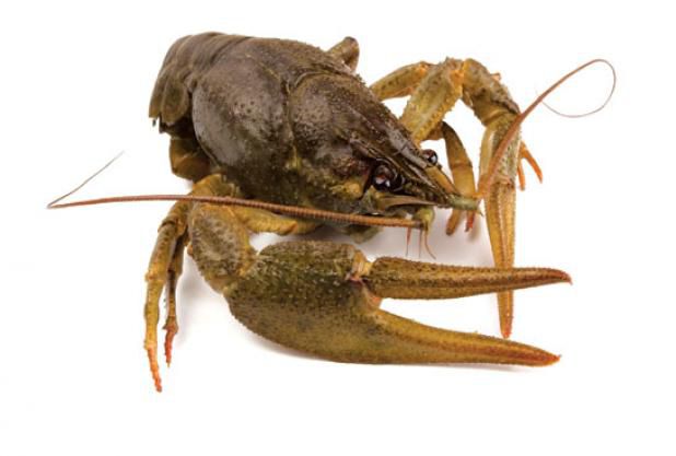 How to Trap Crayfish
