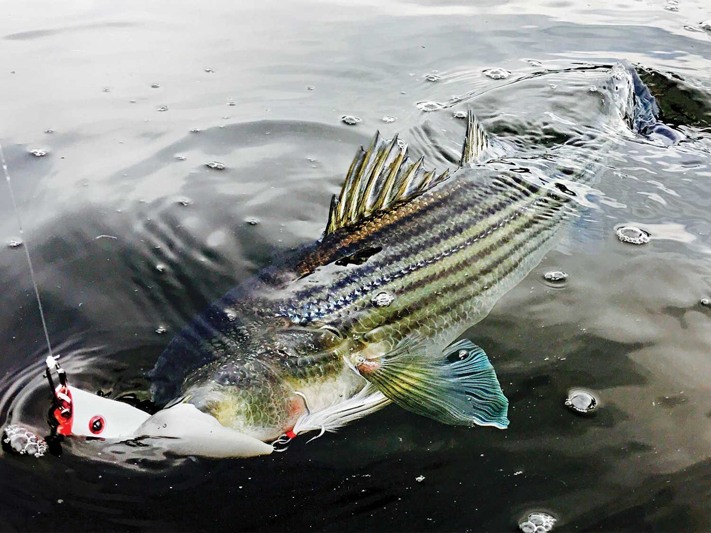 Maine Coast Striped Bass Tournament– All Points Fly Shop + Outfitter