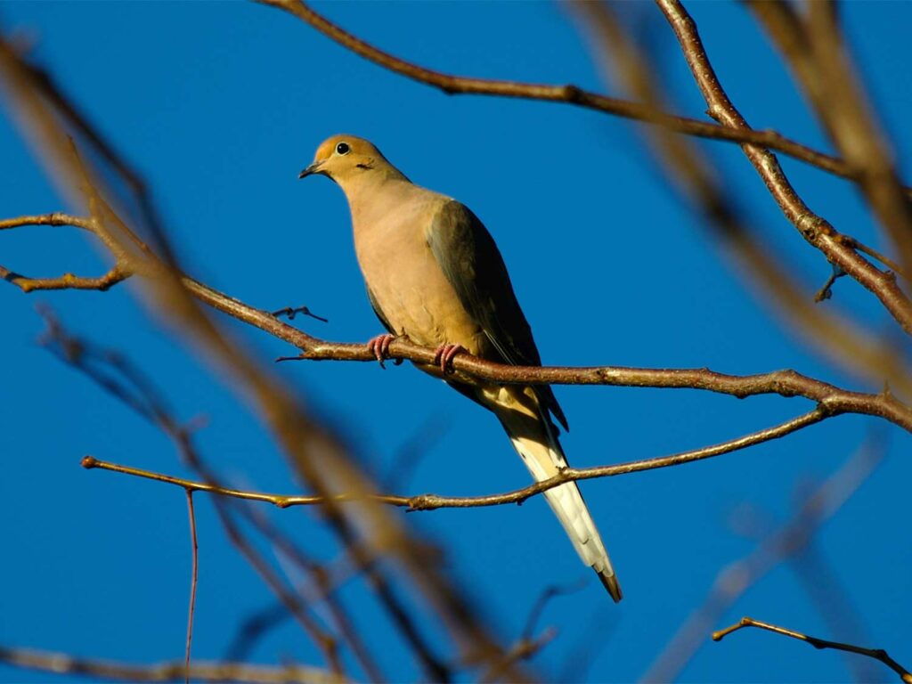 9 Hunting Tips for the Dove Season Opener Field & Stream