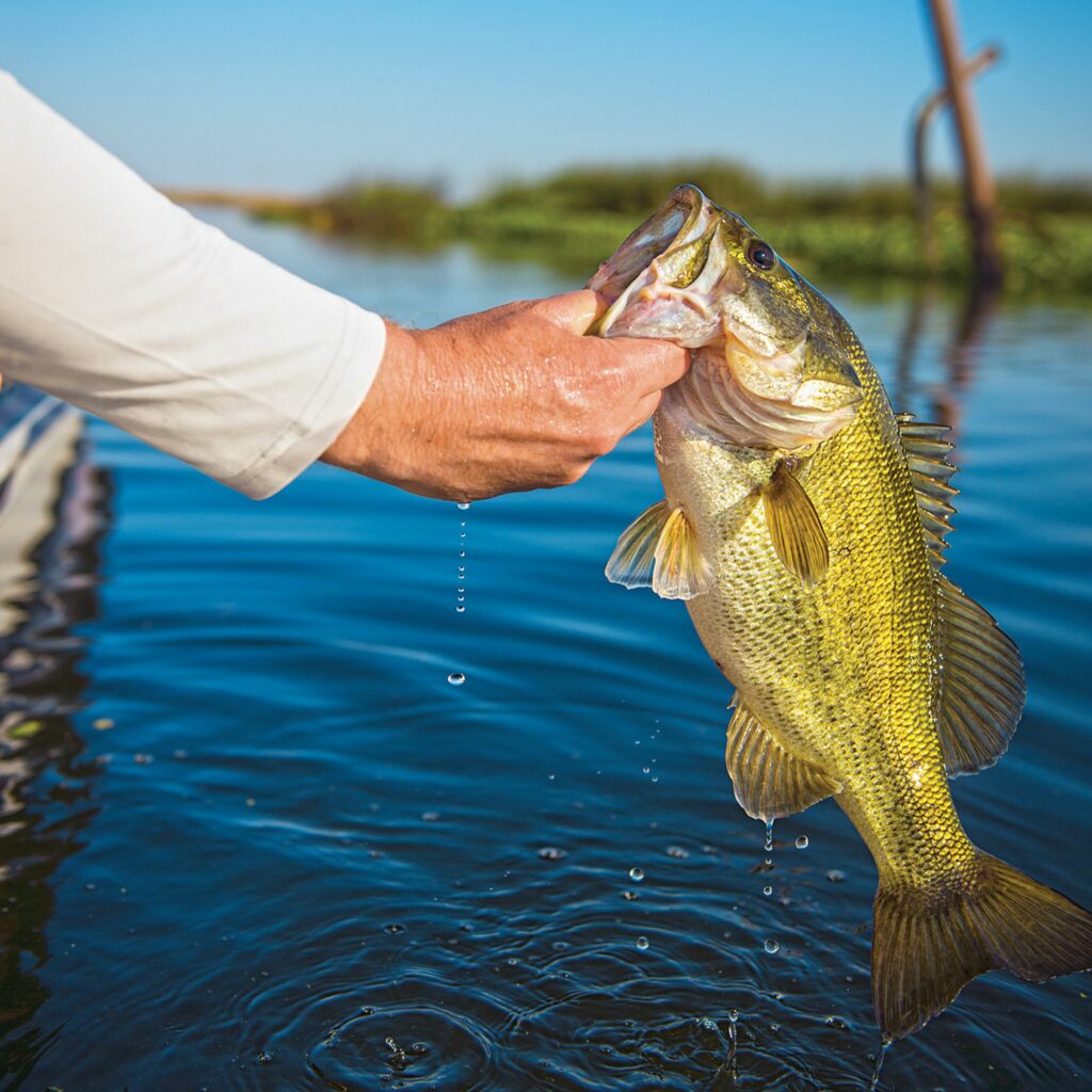 How to Catch a 10-Pound Bass