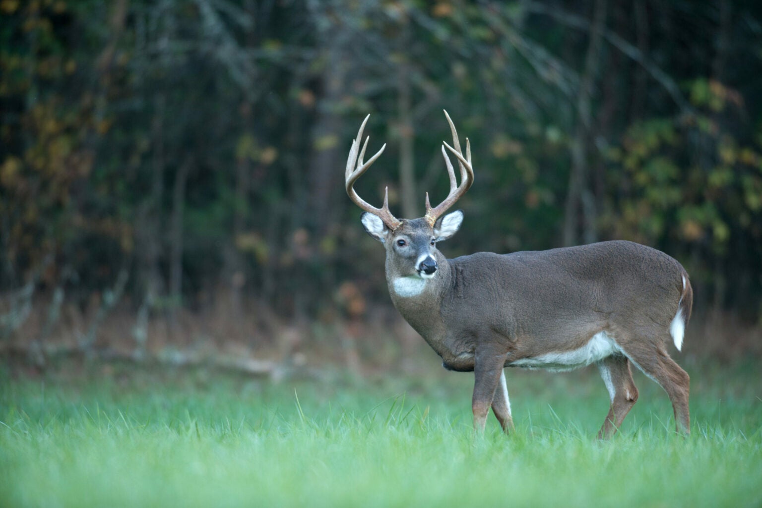 Hunting Tactics for 6 Stages of the Whitetail Rut | Field & Stream