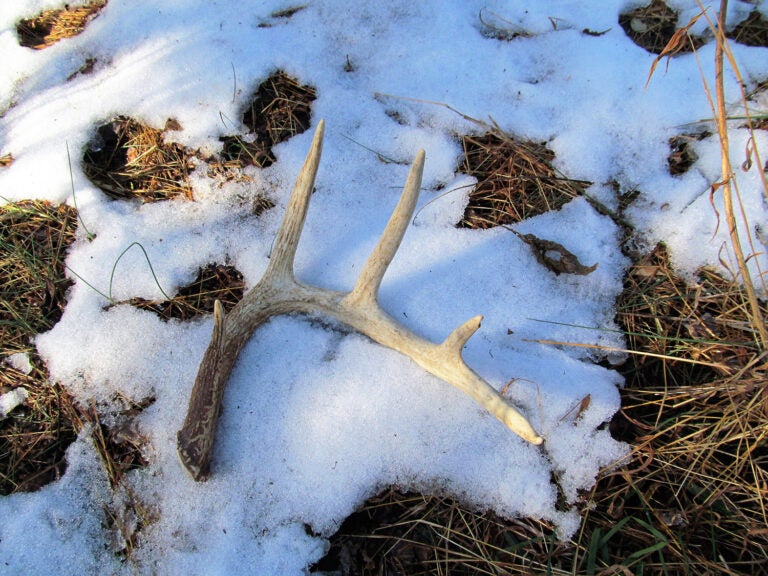 18 Key Strategies for Finding More Sheds | Field & Stream