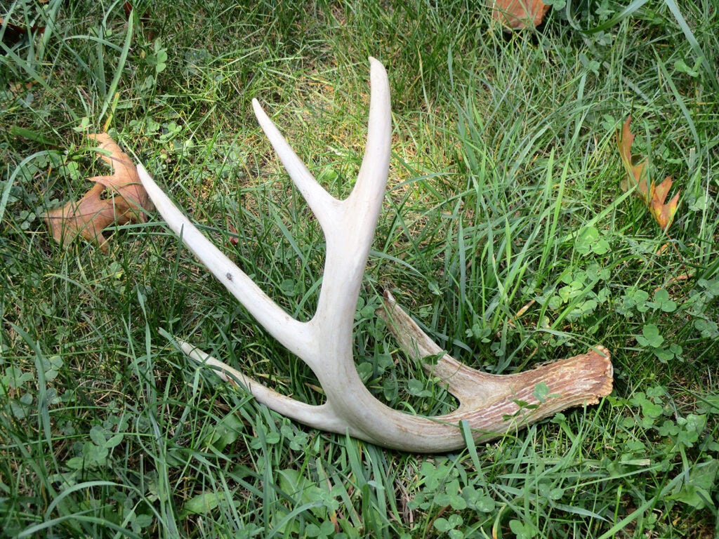 18 Key Strategies for Finding More Sheds | Field & Stream