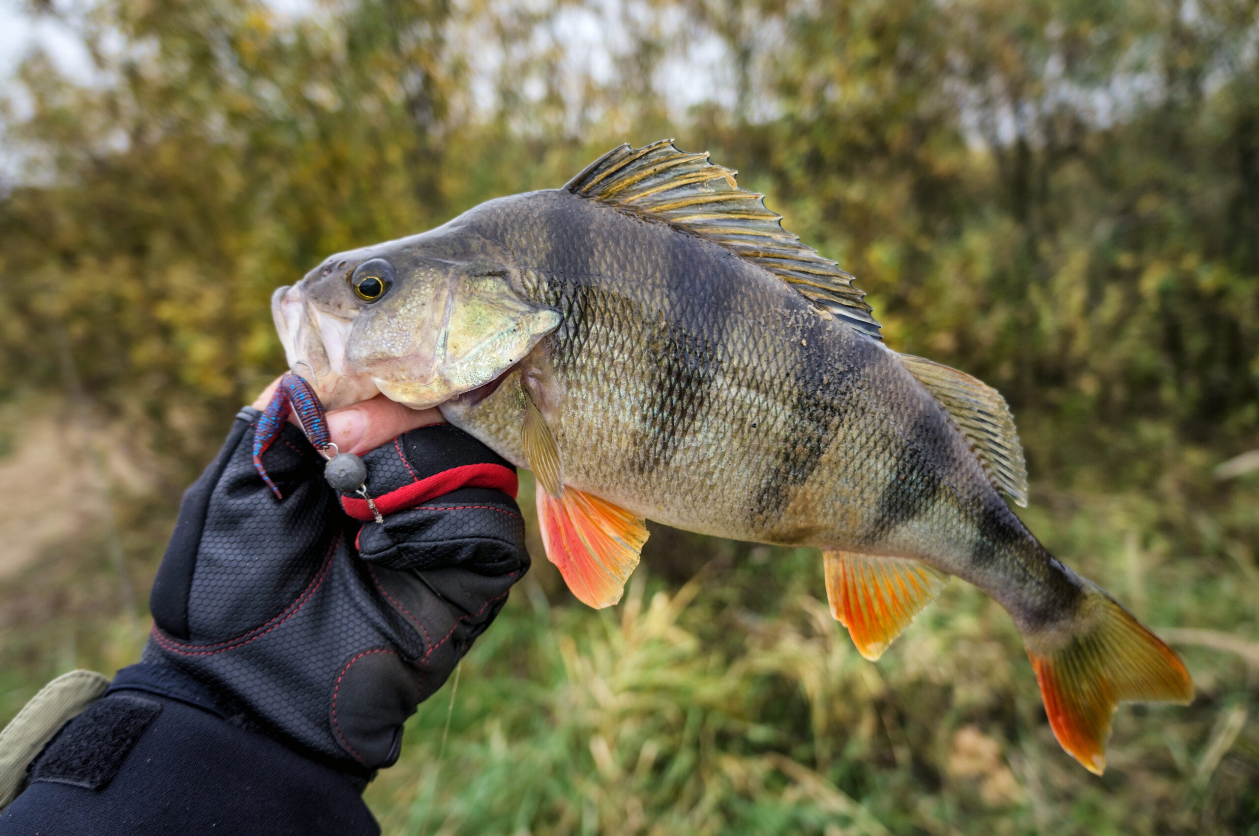 Perch Fishing 101, with Expert Tips