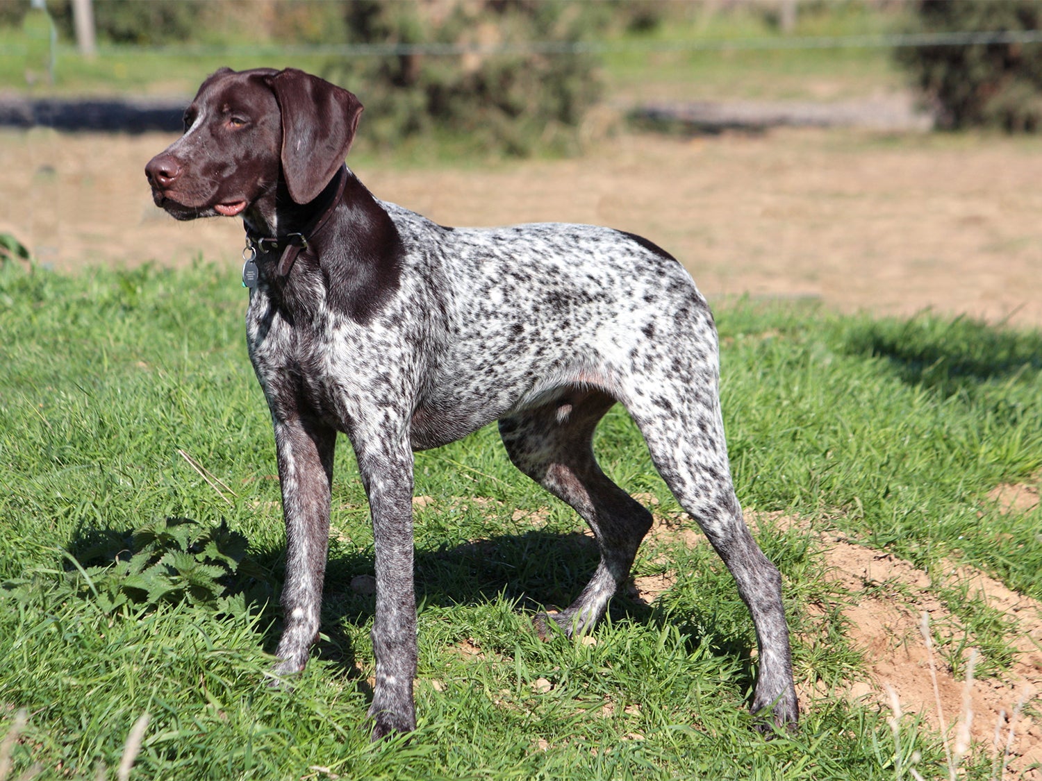 Bird Dogs: What to Look For in Your First Puppy | Field & Stream
