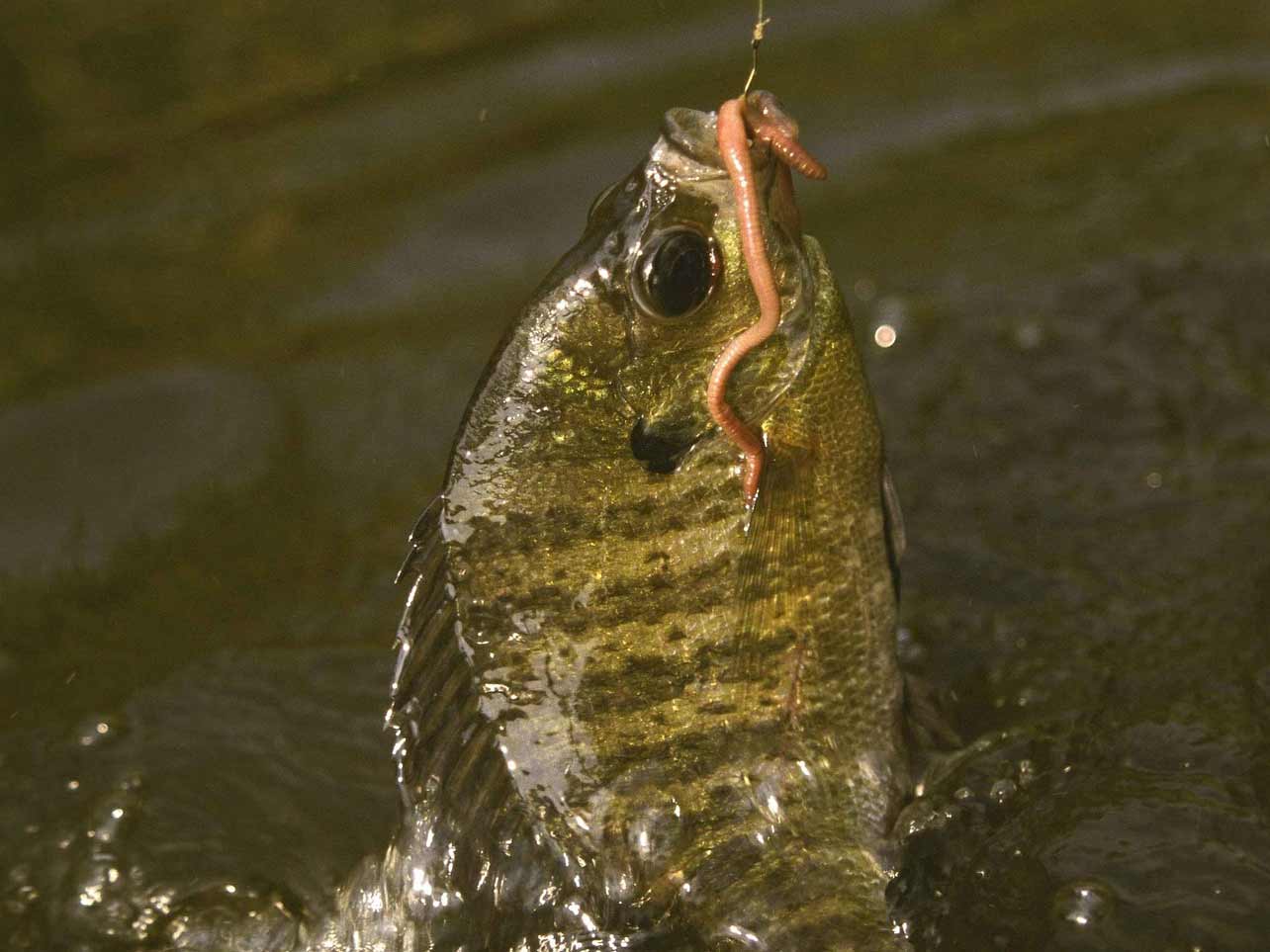 The Beginner's Guide to Catching Your First Fish