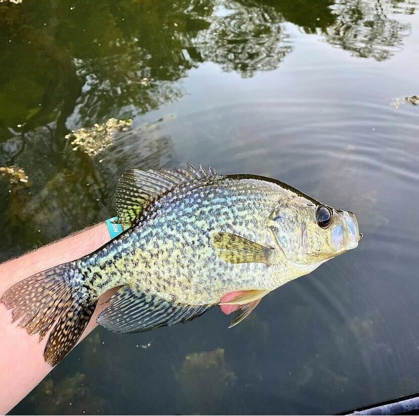 The Best Crappie Lures of 2024
