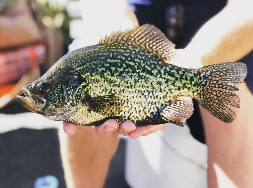 Do Crappies See In The Dark?