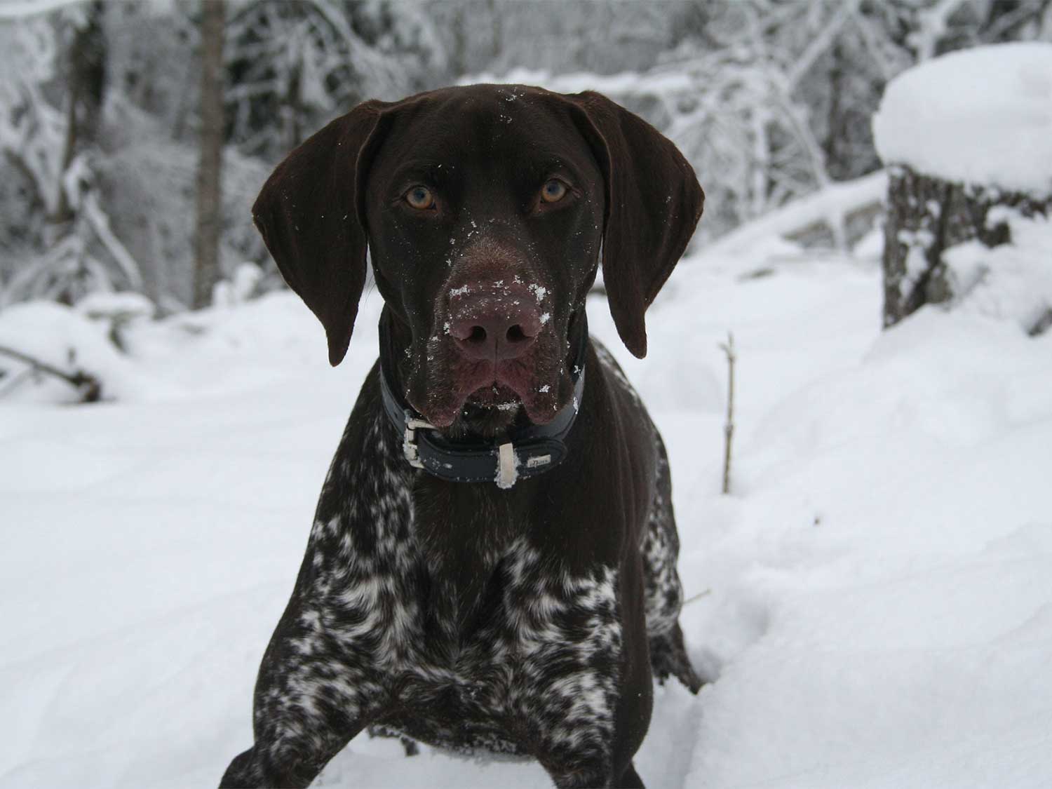 Hunting Dog Breeds That Make Good House Dogs | Field & Stream