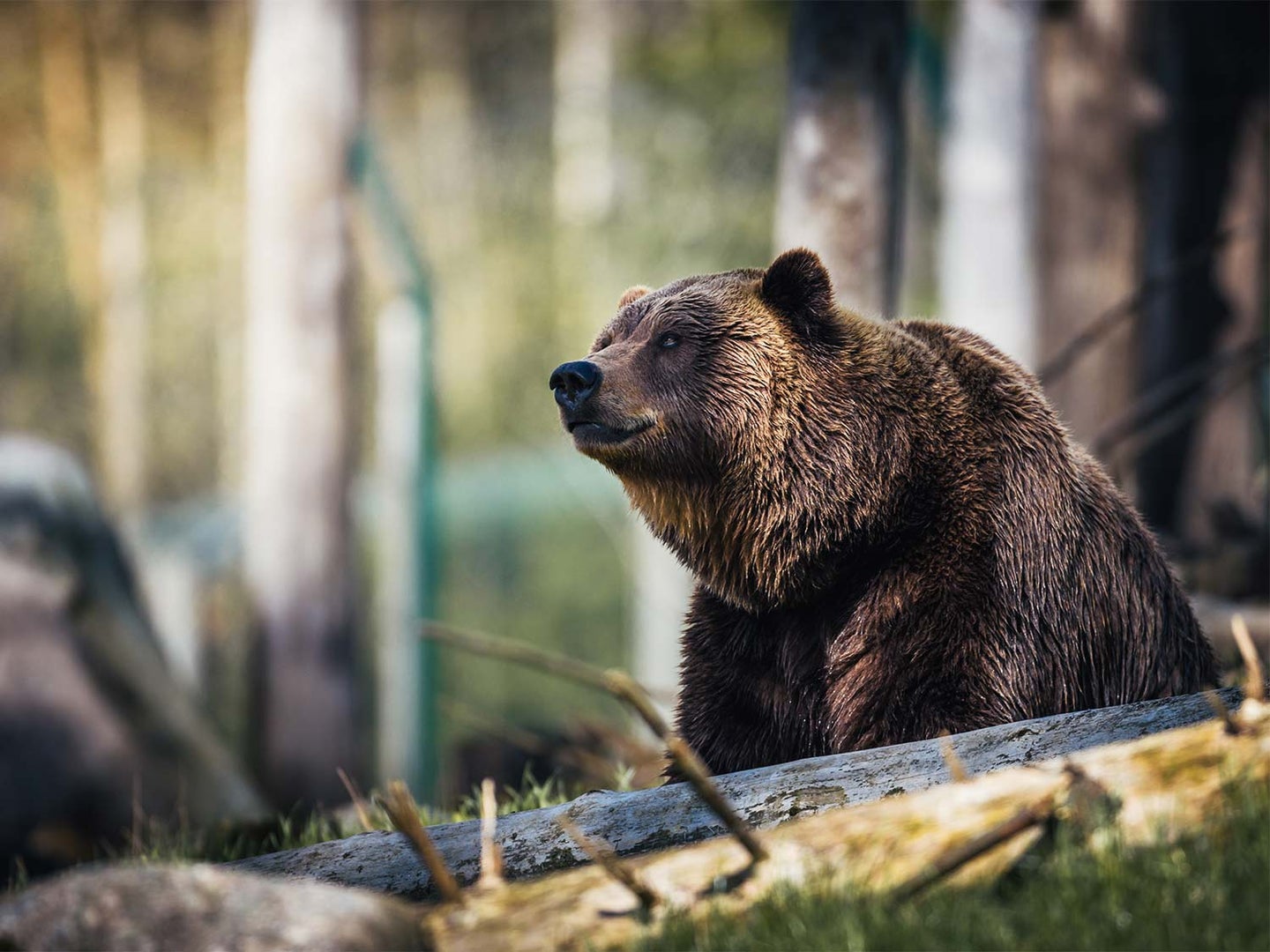 What to Do If You See a Bear or If the Bear Attacks You
