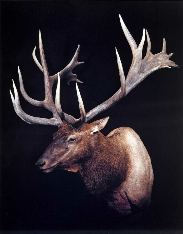 The 10 Biggest World Record Elk | Field & Stream