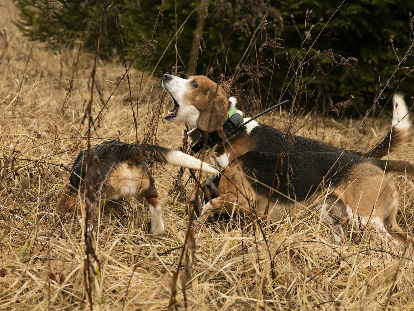 beagle hunting birds