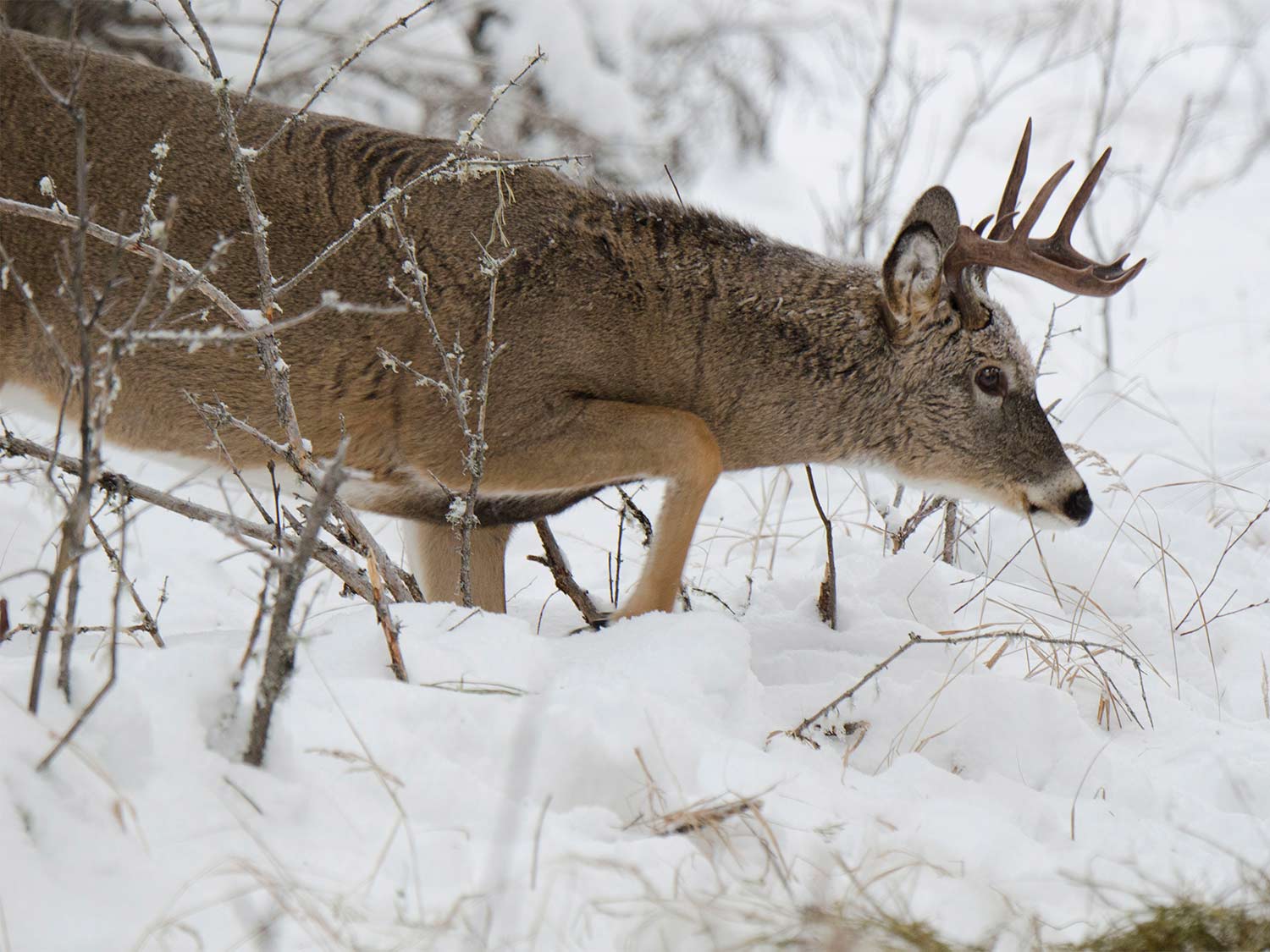 How to Hunt Deer in 6 Kinds of Snow
