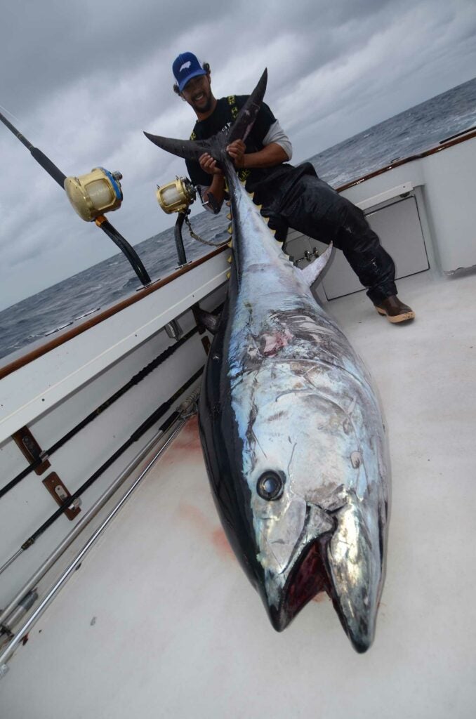 GIANT Bluefin Tuna. 
