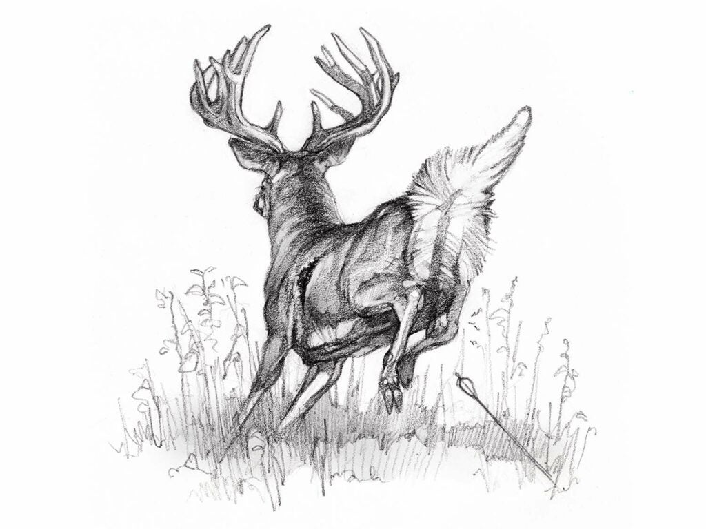 Whitetail Deer Pencil Drawings