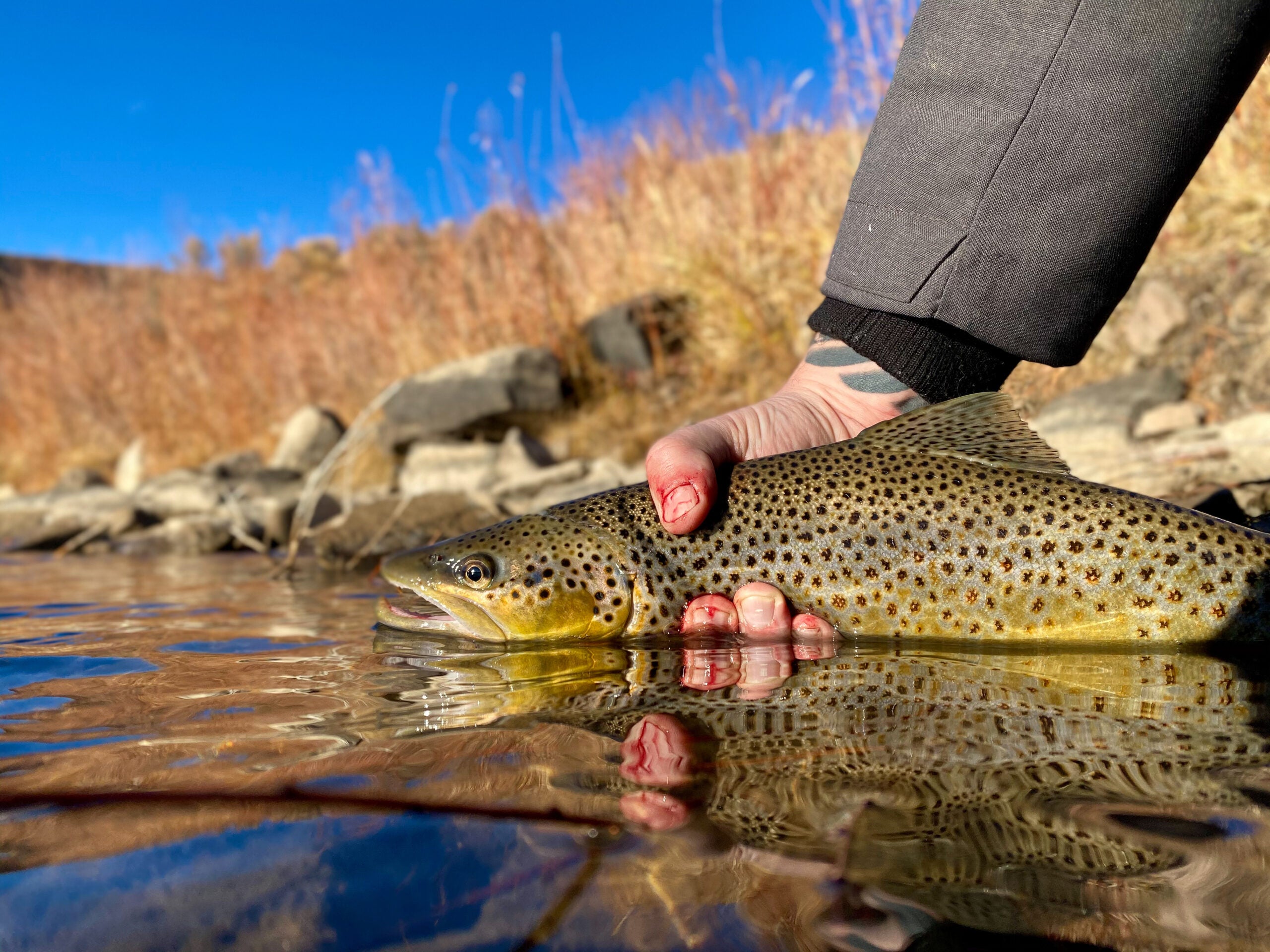 Fishing the Colorado River : r/Fishing