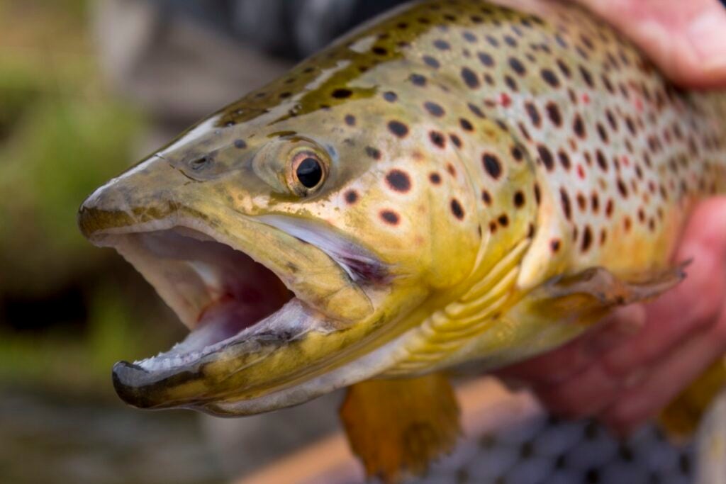 5 Fly Fishing Tips for Catching Pressured Trout | Field & Stream