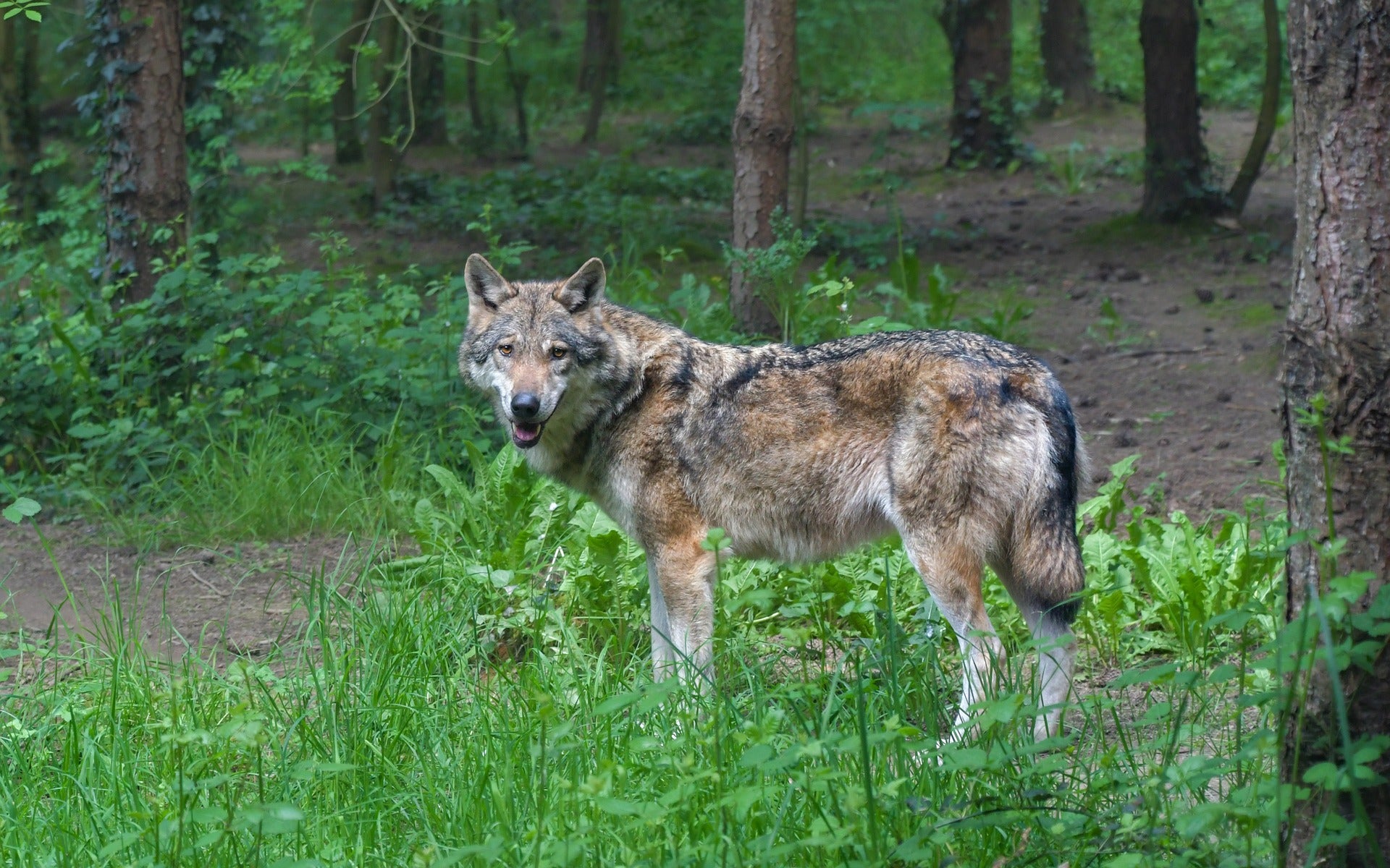 Волки в Белгородской области